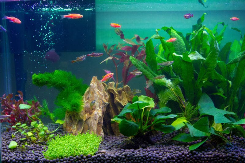 Understanding the Essentials of Aquarium Filtration: An In-depth Look