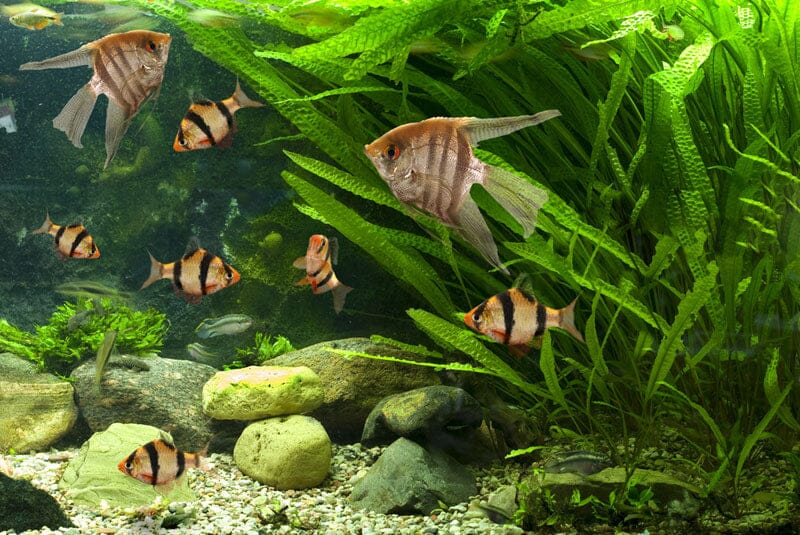 Understanding the Role of Bio Balls in Aquarium Filtration Systems