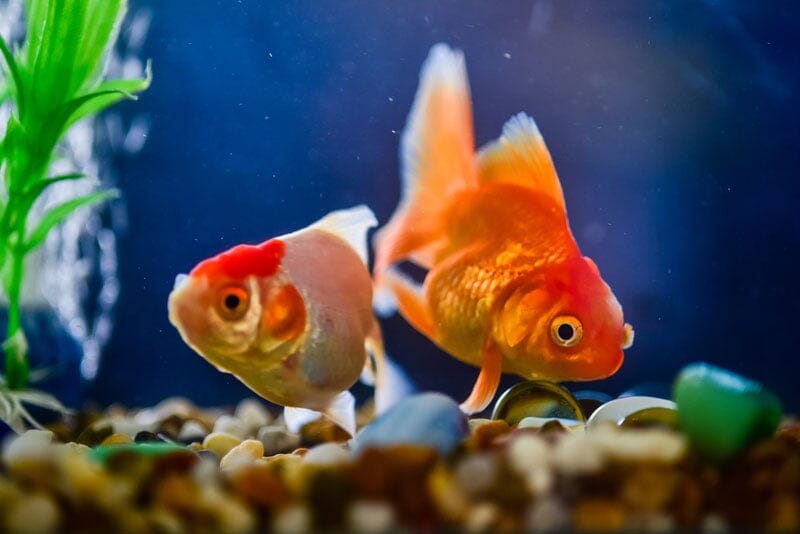 Effective Lighting Solutions for Aquarium Plants