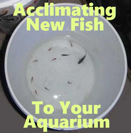 Methods of Introducing Saltwater Fish to an Aquarium