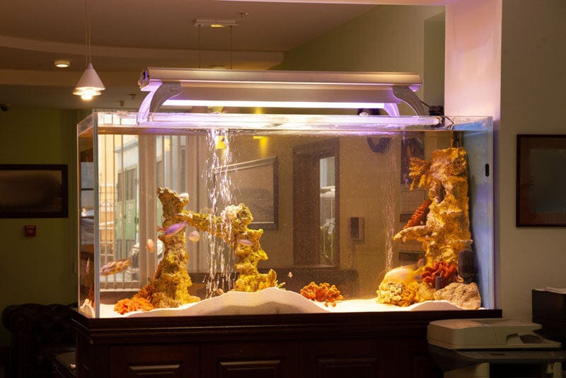 How Aquarium Lighting Affects Your Fish's Health and Growth