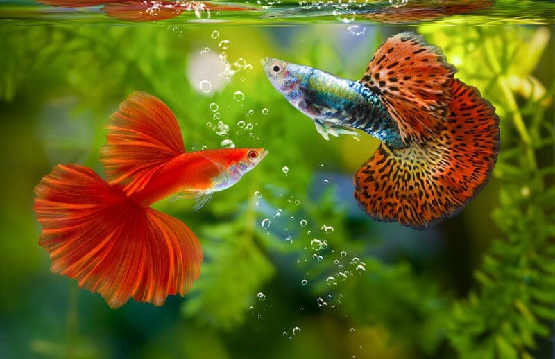 Understanding Different Types of Bio Media for Aquariums
