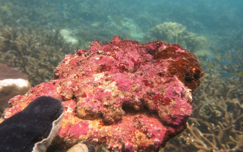Coralline Algae: Tips To Easily Remove From Equipment