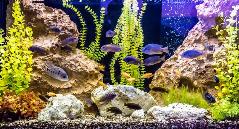 Top 10 Colorful Freshwater Aquarium Fish for Stunning Aquascapes