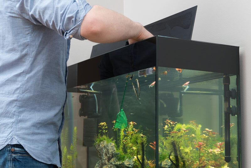 Freshwater Algae Eaters: Ultimate Solution for Aquariums
