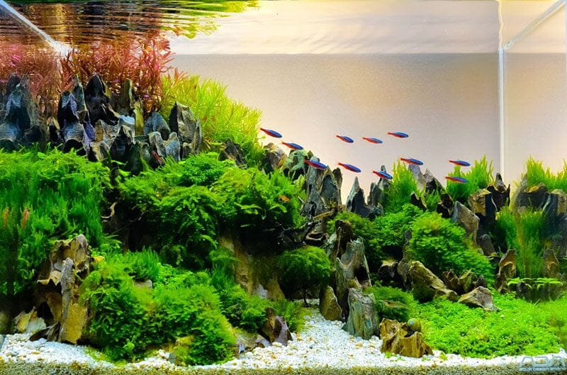 Freshwater Aquarium Plants: Care, Types, and Tips